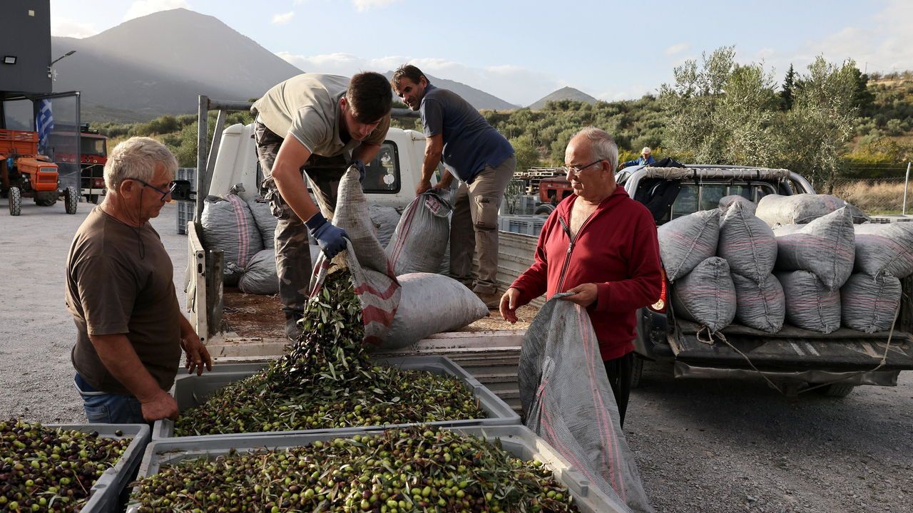 People fill baskets with olives outside of an olive press factory as olive production drops drastically this year due to unfavourable weather conditions caused by the climate crisis